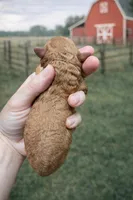 Clementine, a female Cavapoo for sale in Nashville, TN – Photo 3 of 3