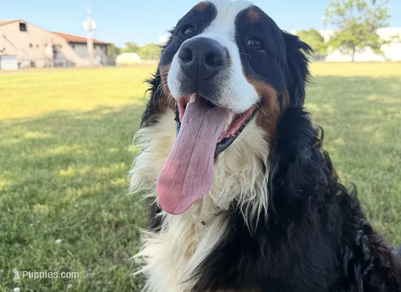 Ari – Bernese Mountain Dog puppy for sale in Nashville, TN