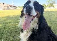 Ari, a male Bernese Mountain Dog for sale in Nashville, TN – 1 of 3