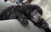 Pupu, a male Poodle - Miniature  for sale in Nashville, TN – 3 of 6