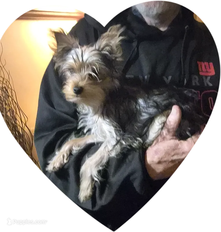 Hunter – Yorkshire Terrier puppy for sale in Kearneysville, WV