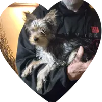 Hunter, a male Yorkshire Terrier for sale in Kearneysville, WV – Photo 2 of 2