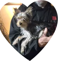 Hunter, a male Yorkshire Terrier for sale in Kearneysville, WV – Photo 2 of 2