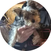 Hunter, a male Yorkshire Terrier for sale in Kearneysville, WV – Photo 1 of 2