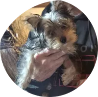 Hunter, a male Yorkshire Terrier for sale in Kearneysville, WV – Photo 1 of 2