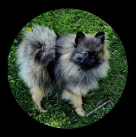 Gracie, a female Pomeranian for sale in Kearneysville, WV – Photo 1 of 3