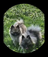 Gracie, a female Pomeranian for sale in Kearneysville, WV – Photo 3 of 3