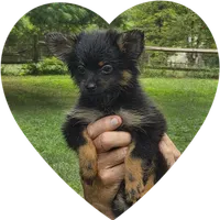 Bon Bon, a female Pomeranian for sale in Kearneysville, WV – Photo 1 of 2