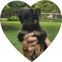 Bon Bon, a female Pomeranian for sale in Kearneysville, WV – Photo 1 of 2