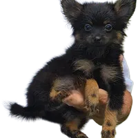 Bon Bon, a female Pomeranian for sale in Kearneysville, WV – Photo 2 of 2