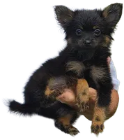 Bon Bon, a female Pomeranian for sale in Kearneysville, WV – Photo 2 of 2