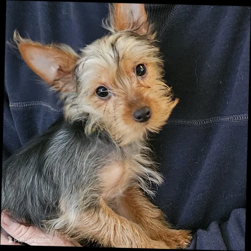 Scout – Yorkshire Terrier puppy for sale in Kearneysville, WV