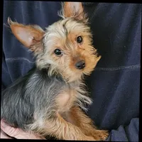 Scout, a male Yorkshire Terrier for sale in Kearneysville, WV – 1 of 1