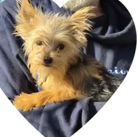 Romi, a male Yorkshire Terrier and Poodle - Toy  for sale in Kearneysville, WV – 1 of 1
