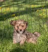 Arthur , a male Morkie for sale in Austin, MN – 2 of 3