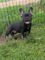 Brewer , a male French Bulldog for sale in Austin, MN – 2 of 3