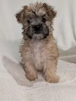 Vee, a female Morkie for sale in Austin, MN – Photo 3 of 4