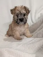 Vee, a female Morkie for sale in Austin, MN – Photo 2 of 4