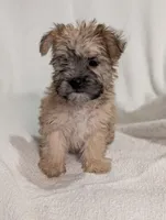 Vee, a female Morkie for sale in Austin, MN – Photo 1 of 4