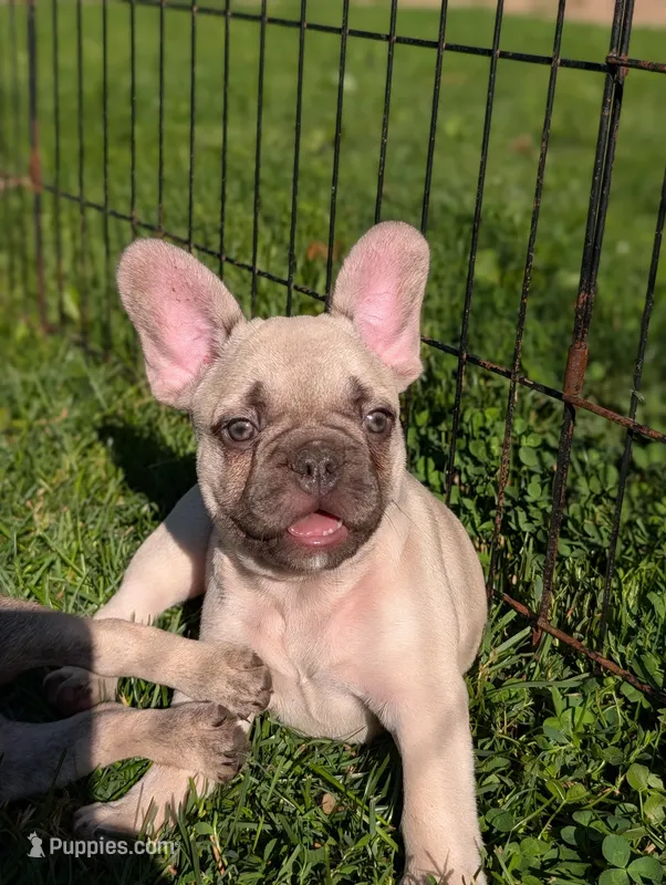 Carl  – French Bulldog puppy for sale in Austin, MN