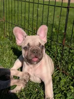 Carl , a male French Bulldog for sale in Austin, MN – 1 of 3