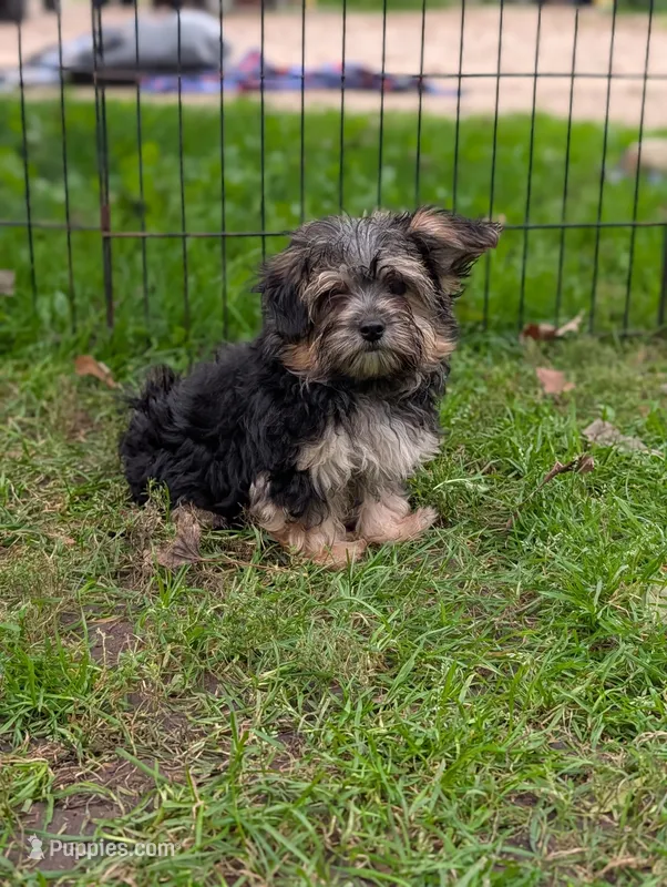 Maggie mae – Morkie puppy for sale in Austin, MN