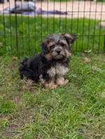 Maggie mae, a female Morkie for sale in Austin, MN – 1 of 3