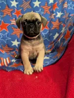 Bart, a male French Bulldog and Pug for sale in Austin, MN – Photo 2 of 5