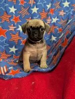 Bart, a male French Bulldog and Pug for sale in Austin, MN – Photo 3 of 5