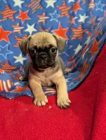 Bart, a male French Bulldog and Pug for sale in Austin, MN – Photo 4 of 5