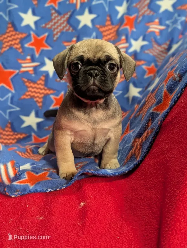 Bart – French Bulldog, Pug puppy for sale in Austin, MN