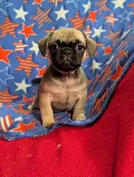 Bart, a male French Bulldog and Pug for sale in Austin, MN – Photo 1 of 5