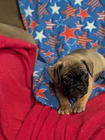 Bart, a male French Bulldog and Pug for sale in Austin, MN – Photo 5 of 5
