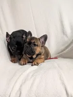 Red ♥️, a female French Bulldog for sale in Austin, MN – Photo 3 of 3