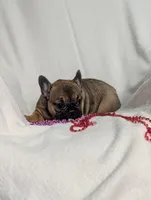 Red ♥️, a female French Bulldog for sale in Austin, MN – Photo 1 of 3
