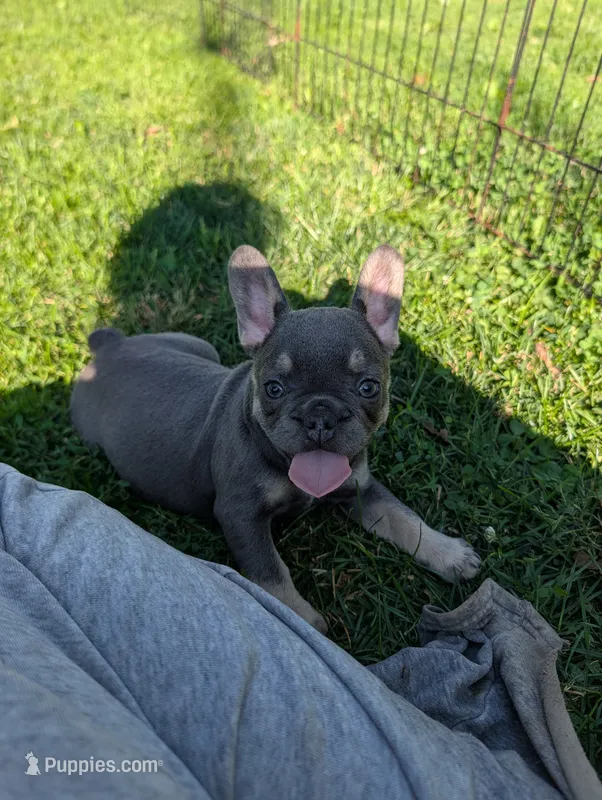 Josephine  – French Bulldog puppy for sale in Austin, MN