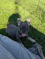 Josephine , a male French Bulldog for sale in Austin, MN – 1 of 2
