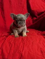 Peach , a female French Bulldog for sale in Austin, MN – Photo 2 of 2