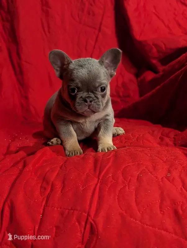 Peach , a female French Bulldog for sale in Austin, MN – Photo 1 of 2