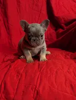 Peach , a female French Bulldog for sale in Austin, MN – Photo 1 of 2