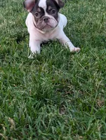 Stevie , a male French Bulldog for sale in Austin, MN – 2 of 3