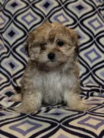 Ruby , a female Morkie for sale in Austin, MN – Photo 2 of 3