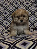Ruby , a female Morkie for sale in Austin, MN – Photo 3 of 3