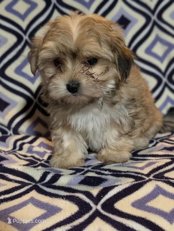 Ruby , a female Morkie for sale in Austin, MN – Photo 1 of 3