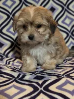 Ruby , a female Morkie for sale in Austin, MN – Photo 1 of 3