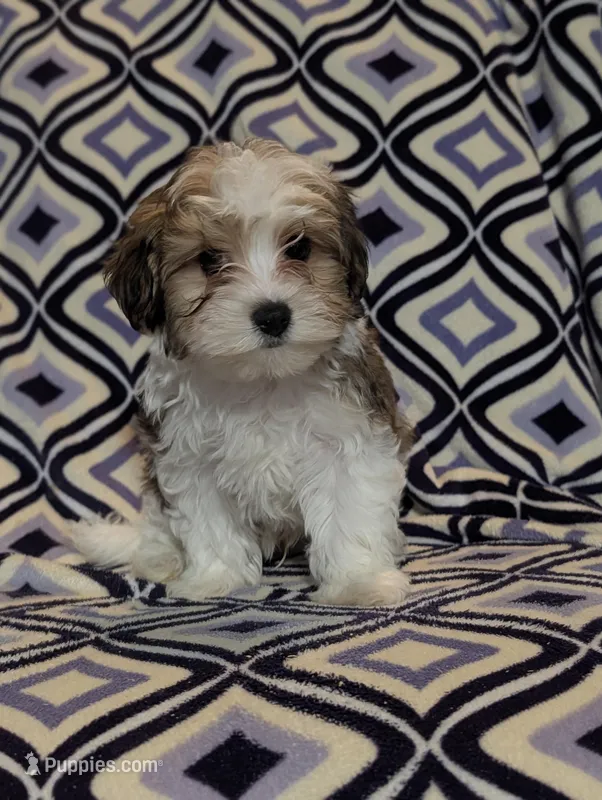 Percy , a male Morkie for sale in Austin, MN – Photo 1 of 2