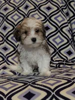 Percy , a male Morkie for sale in Austin, MN – Photo 1 of 2