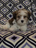 Percy , a male Morkie for sale in Austin, MN – Photo 2 of 2