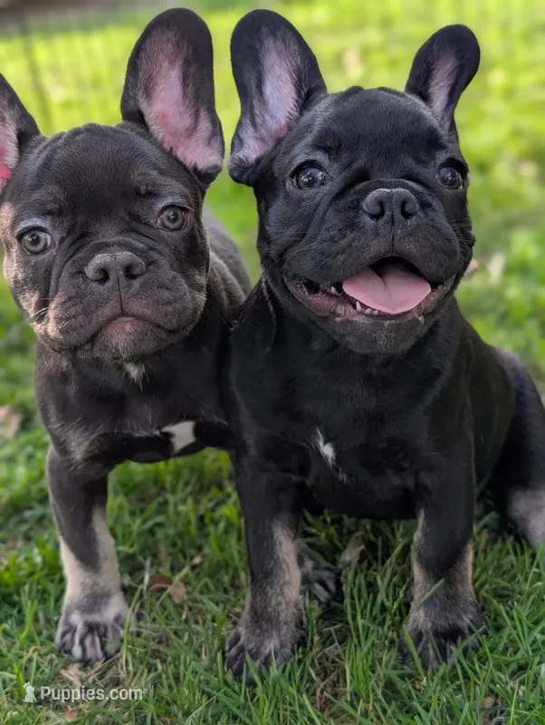Buddy  – French Bulldog puppy for sale in Austin, MN