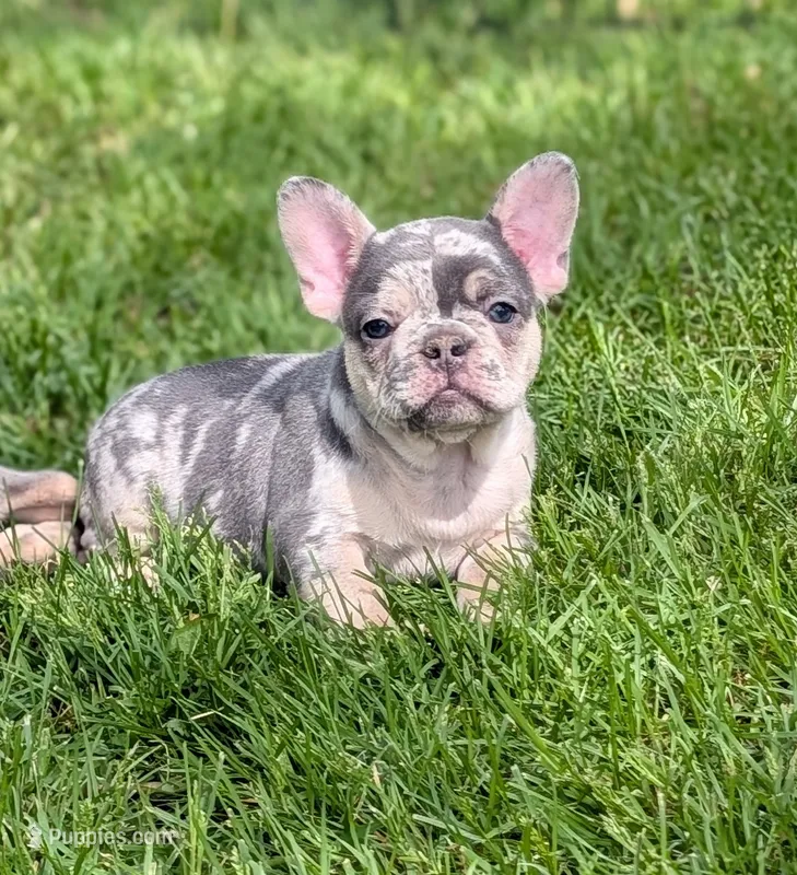 Peter  – French Bulldog puppy for sale in Austin, MN